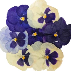 Edible Dried & Pressed Giant Pansies, 8 pieces