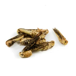 Edible Grasshoppers, 9g
