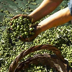 Puglian Extra Virgin Olive Oil in Rainbow Striped Ceramic Bottle, 500ml