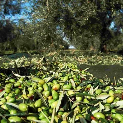 Puglian Extra Virgin Olive Oil in Green Splatter Ceramic Bottle, 500ml