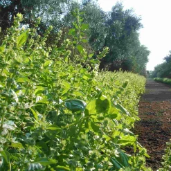 Puglian Olive Oil with Basil in Terracotta Bottle, 250ml