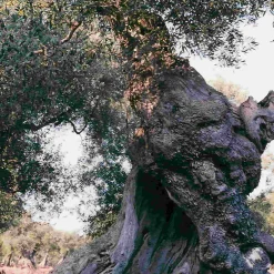 Puglian Olive Oil with Lemon in Terracotta Bottle, 250ml