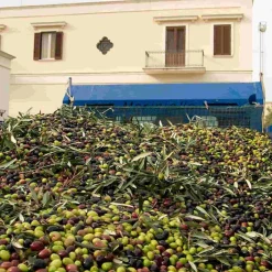 Puglian Organic Olive Oil in Terracotta Bottle, 500ml