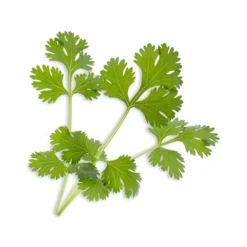 Veritable Herb Lingot Insert, Organic Coriander